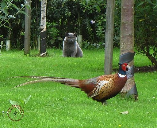 Cat - Pheasant.jpg